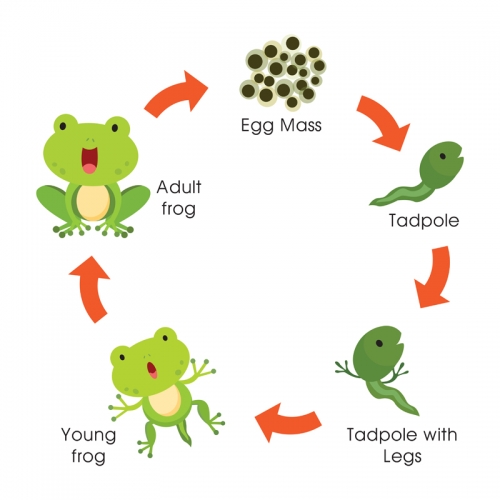 life cycle of frog